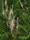 Schneeknterich weier Kerzenknterich zart u. wild Groflanze im 17cm Topf